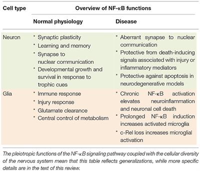 Cellular Specificity of NF-κB Function in the Nervous System